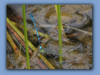 Damselflies egging on pond near Hetton House Wood, 1st August 2022 2.jpg